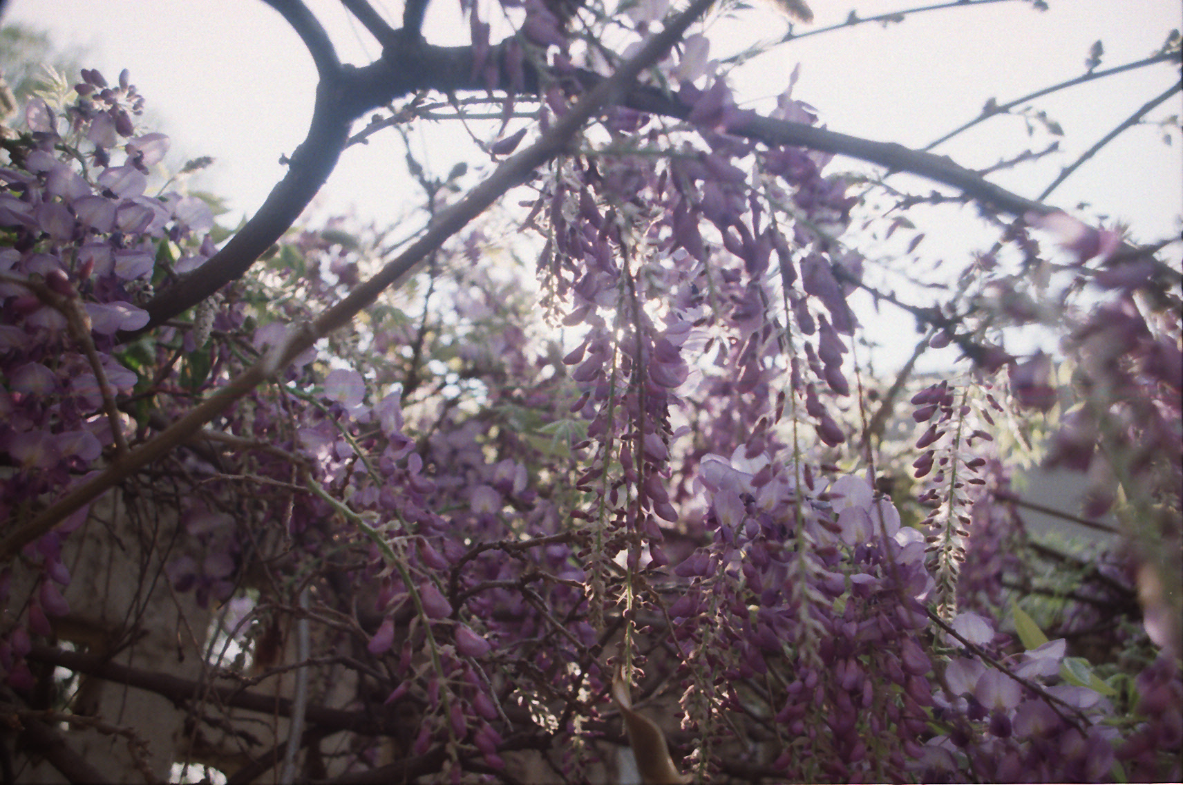 wisteria in bloom