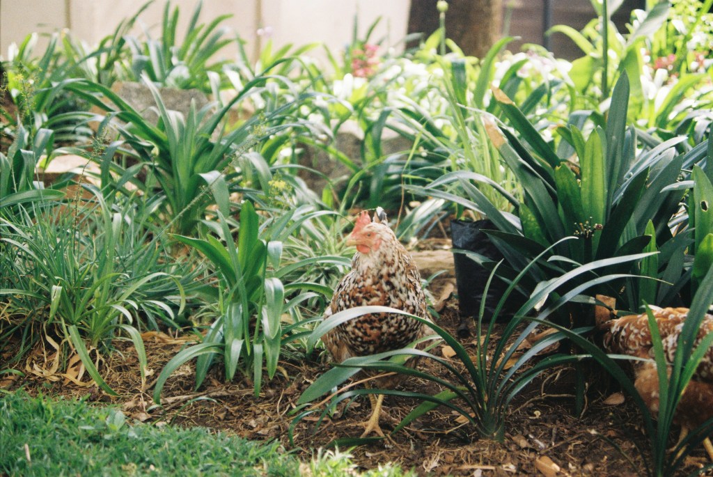 chicken in the garden