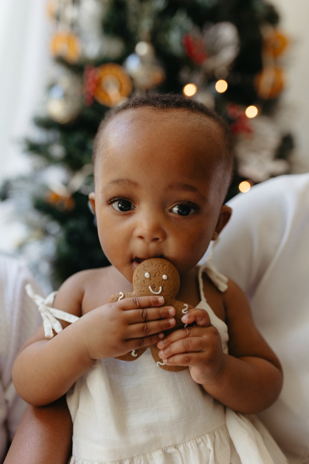 toddler eating gingerbread man at christmas photoshoot