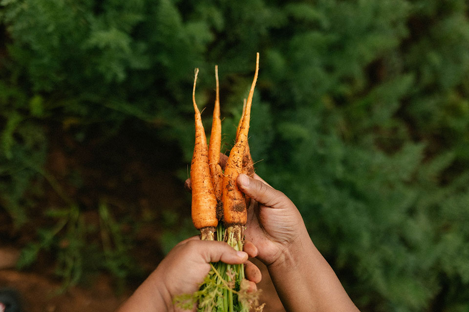 carrots from kromdraai with reel life