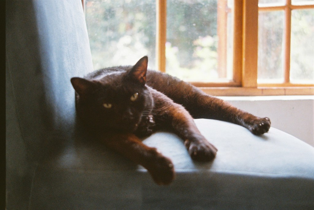 cat in kodak gold 35mm
