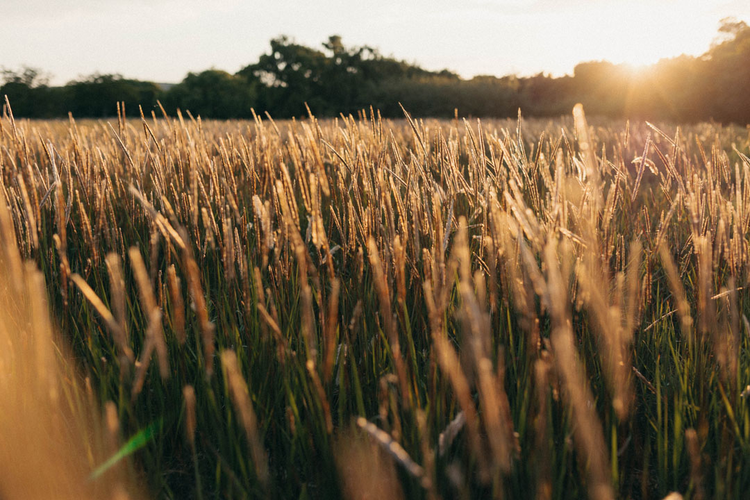 grass during the golden hour in johannesburg