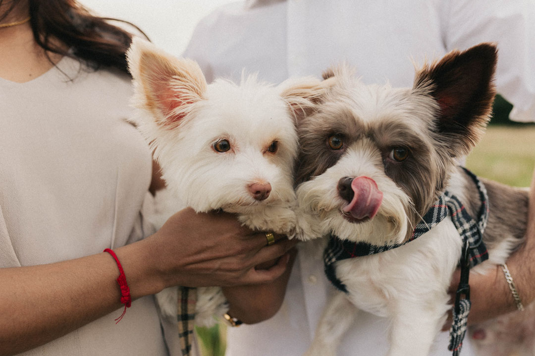 dogs in engagement shoot in gauteng